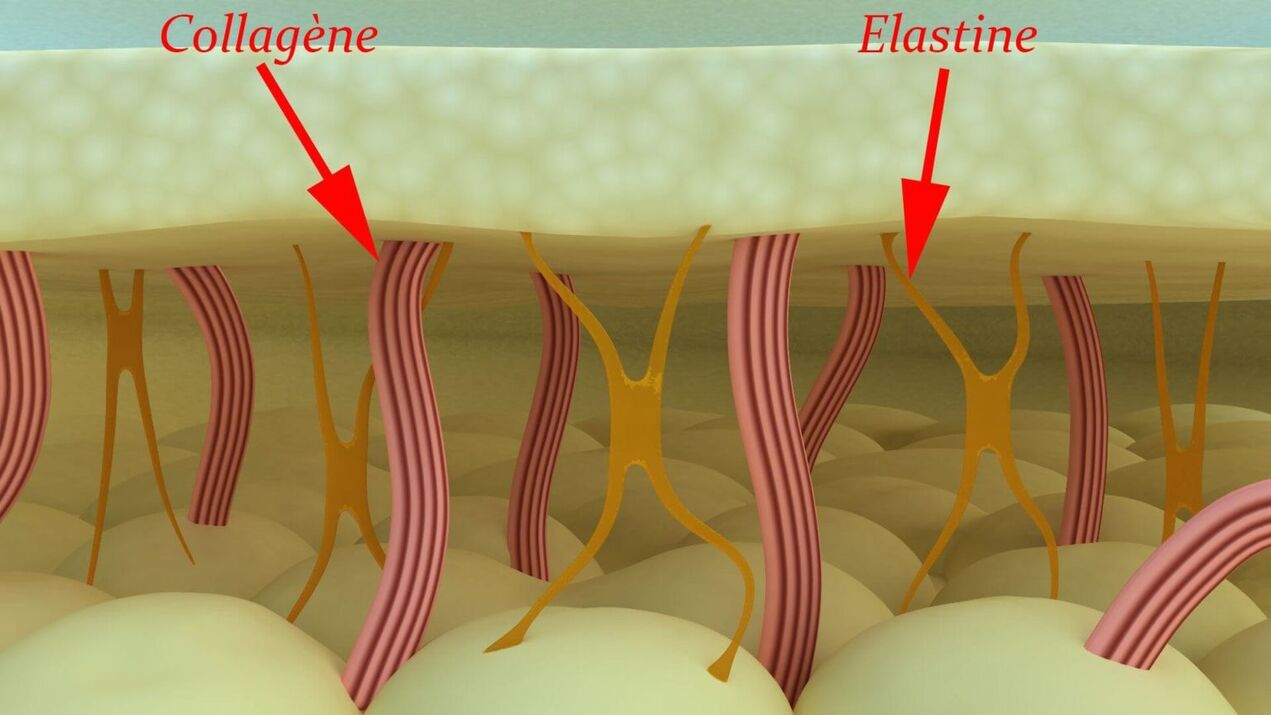 بروتينات الكولاجين والإيلاستين التركيبية للبشرة. 
